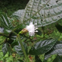 Strobilanthes thwaitesii T.Anderson